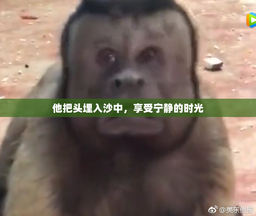 他把头埋入沙中，享受宁静的时光