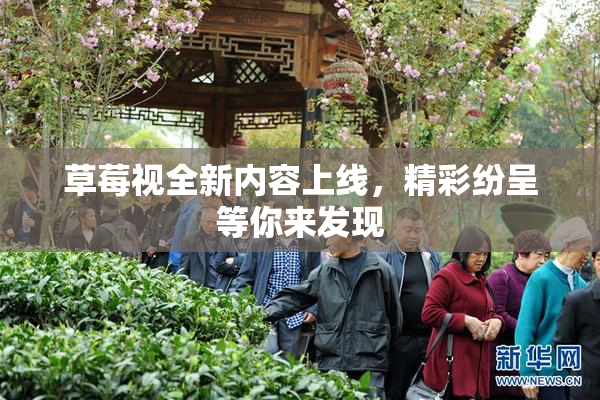 草莓视全新内容上线，精彩纷呈等你来发现