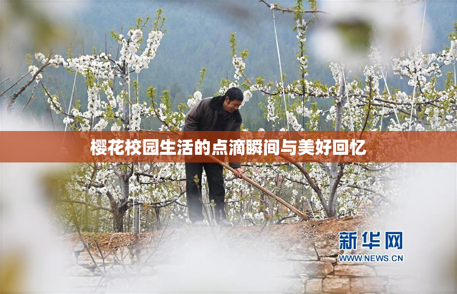 樱花校园生活的点滴瞬间与美好回忆