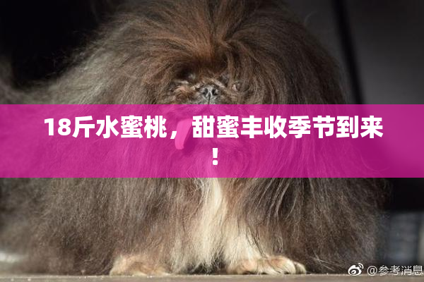 18斤水蜜桃，甜蜜丰收季节到来！