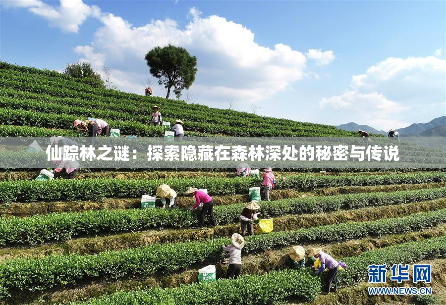仙踪林之谜：探索隐藏在森林深处的秘密与传说