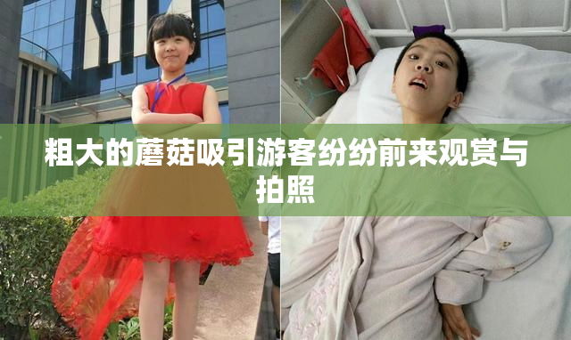 粗大的蘑菇吸引游客纷纷前来观赏与拍照