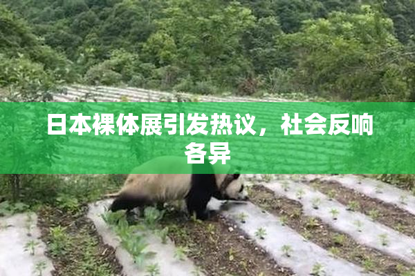日本裸体展引发热议，社会反响各异
