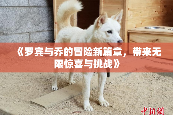 《罗宾与乔的冒险新篇章，带来无限惊喜与挑战》