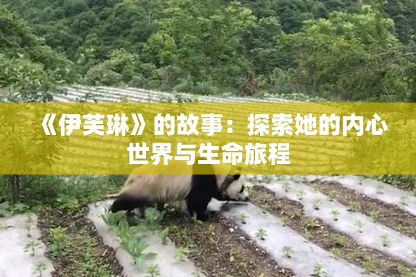 《伊芙琳》的故事：探索她的内心世界与生命旅程