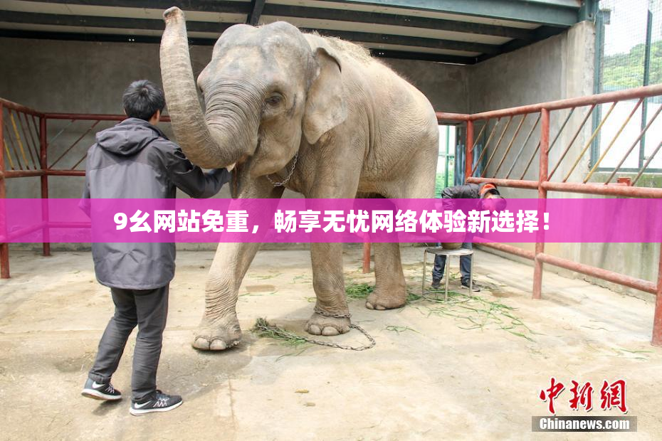 9幺网站免重，畅享无忧网络体验新选择！