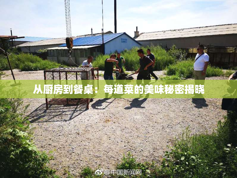 从厨房到餐桌：每道菜的美味秘密揭晓