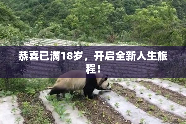 恭喜已满18岁，开启全新人生旅程！
