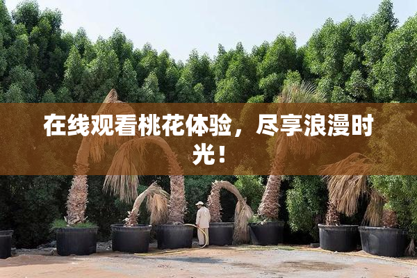 在线观看桃花体验，尽享浪漫时光！