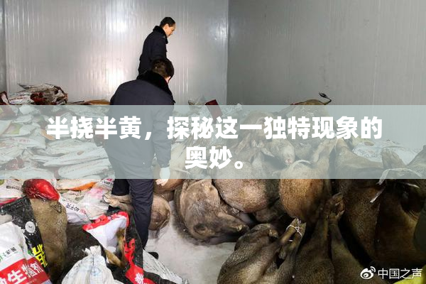 半挠半黄，探秘这一独特现象的奥妙。