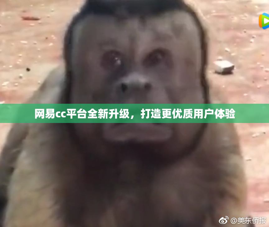 网易cc平台全新升级，打造更优质用户体验