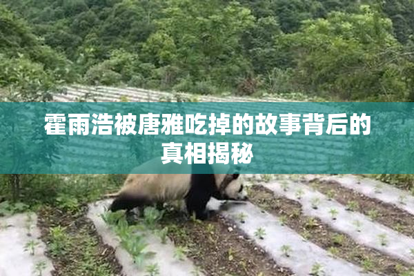 霍雨浩被唐雅吃掉的故事背后的真相揭秘
