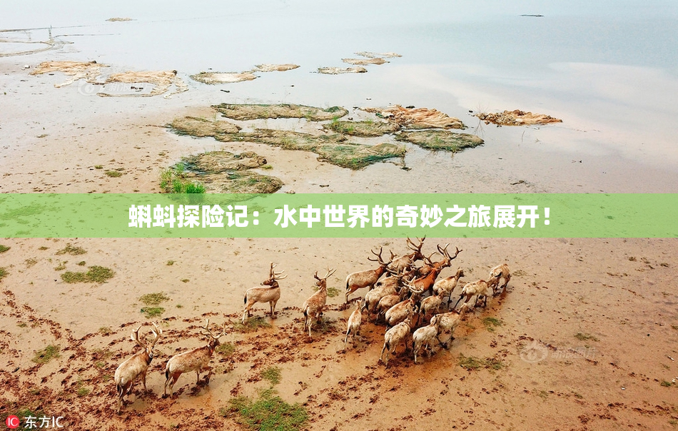 蝌蚪探险记：水中世界的奇妙之旅展开！