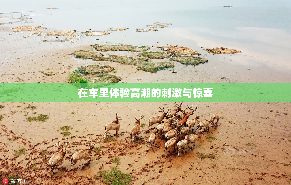 在车里体验高潮的刺激与惊喜