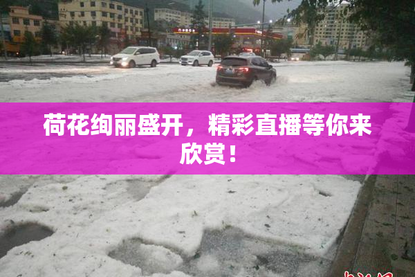 荷花绚丽盛开，精彩直播等你来欣赏！