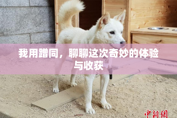 我用蹭同，聊聊这次奇妙的体验与收获