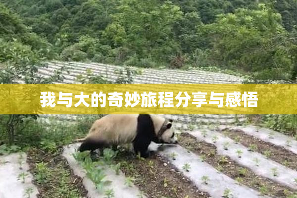 我与大的奇妙旅程分享与感悟