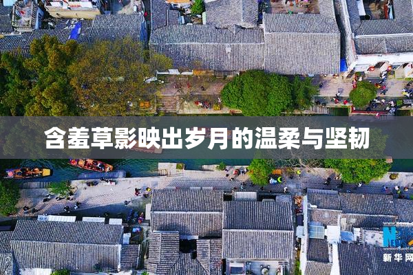 含羞草影映出岁月的温柔与坚韧