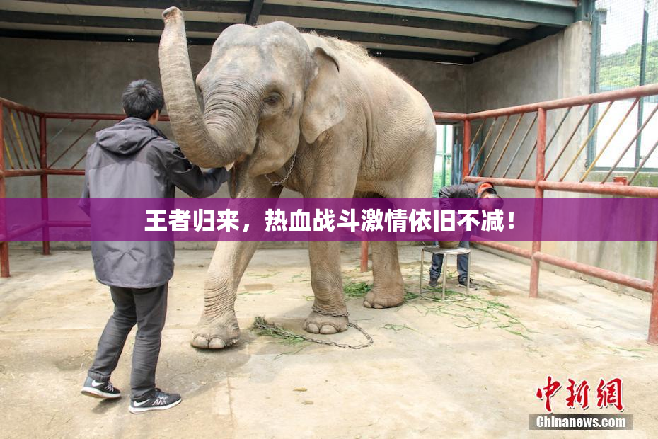 王者归来，热血战斗激情依旧不减！
