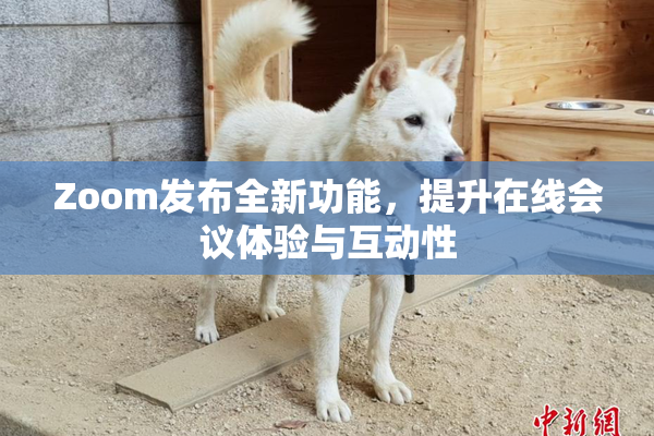 Zoom发布全新功能，提升在线会议体验与互动性