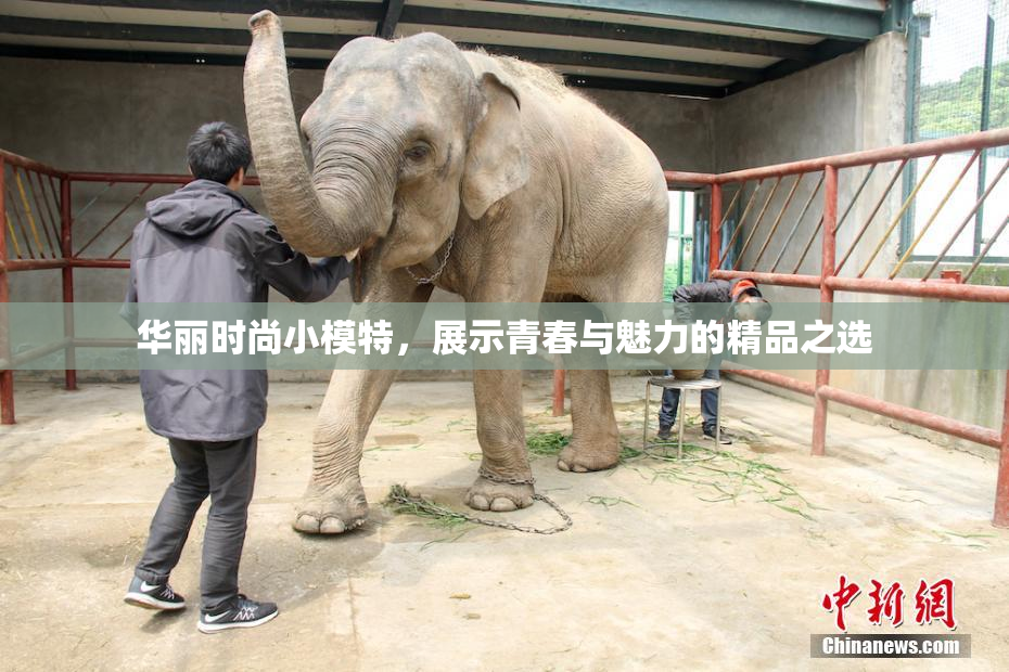 华丽时尚小模特，展示青春与魅力的精品之选