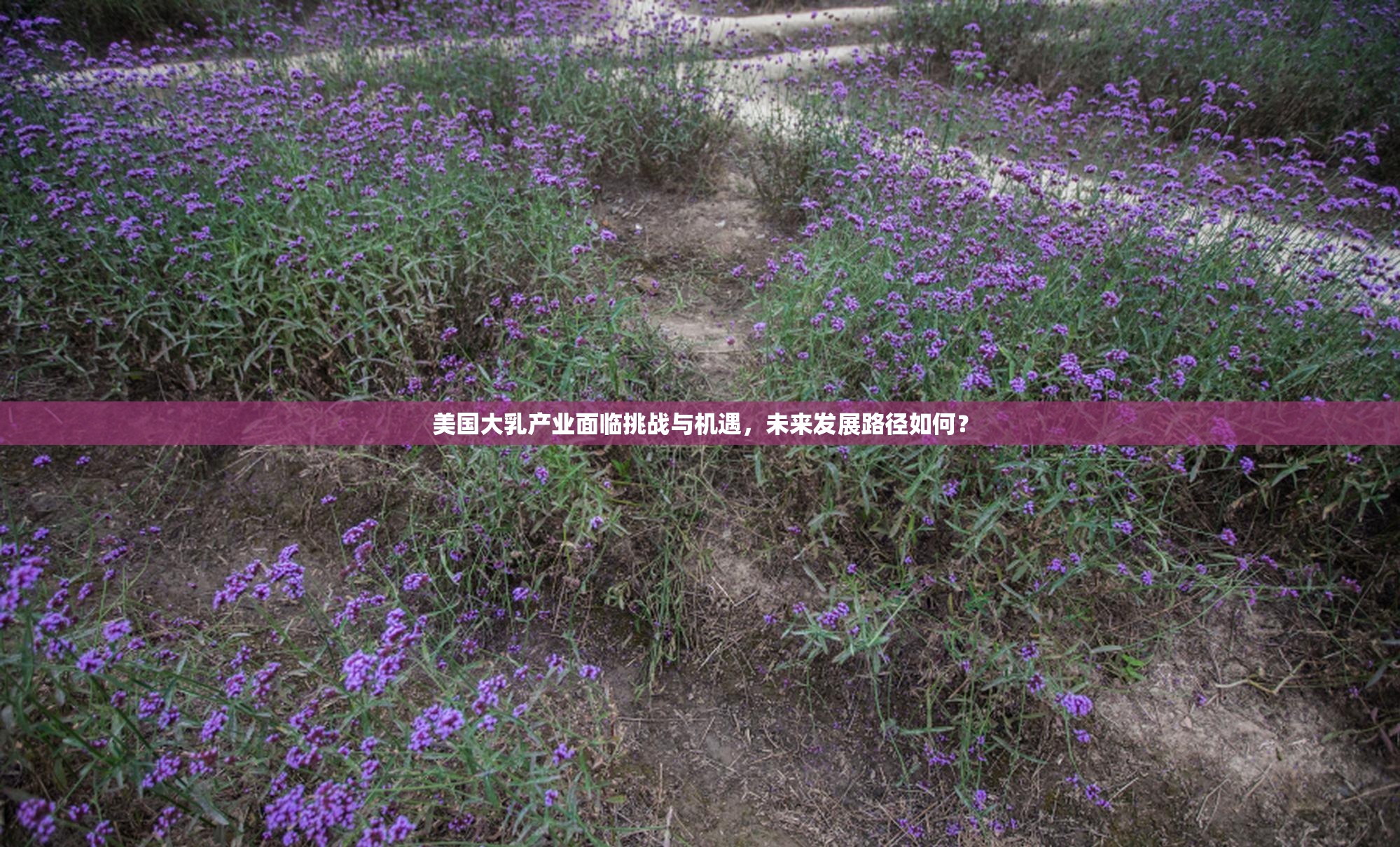 美国大乳产业面临挑战与机遇，未来发展路径如何？
