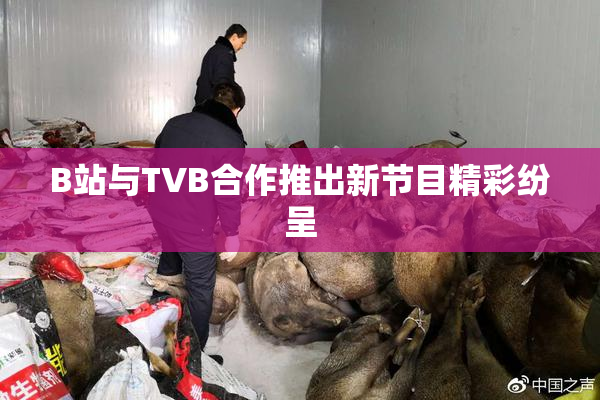 B站与TVB合作推出新节目精彩纷呈