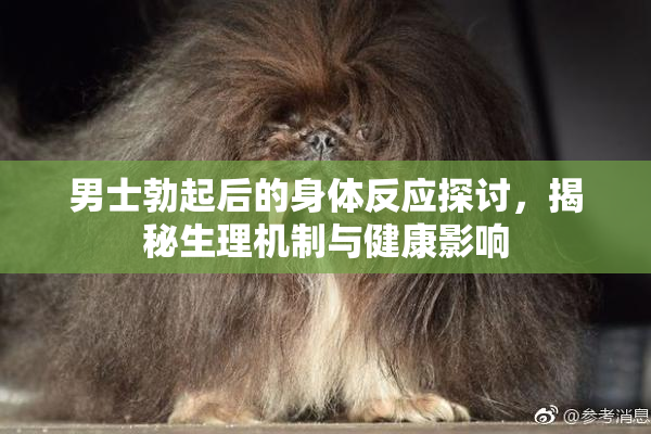 男士勃起后的身体反应探讨，揭秘生理机制与健康影响