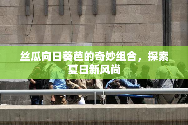 丝瓜向日葵芭的奇妙组合，探索夏日新风尚