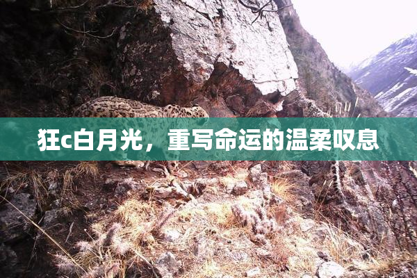 狂c白月光，重写命运的温柔叹息