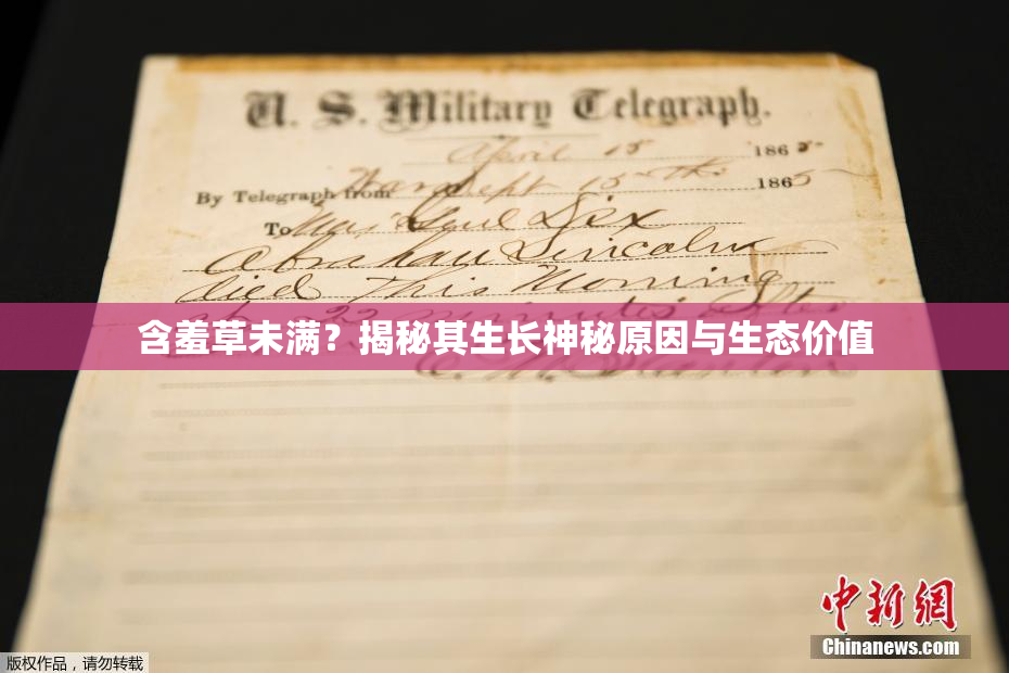 含羞草未满？揭秘其生长神秘原因与生态价值