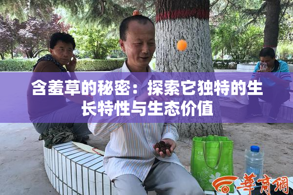 含羞草的秘密：探索它独特的生长特性与生态价值