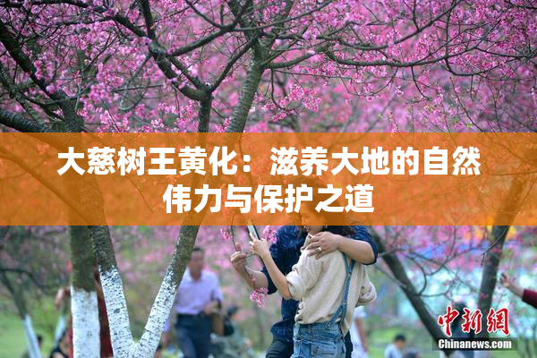 大慈树王黄化：滋养大地的自然伟力与保护之道