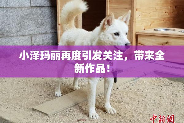 小泽玛丽再度引发关注，带来全新作品！