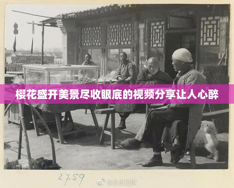 樱花盛开美景尽收眼底的视频分享让人心醉