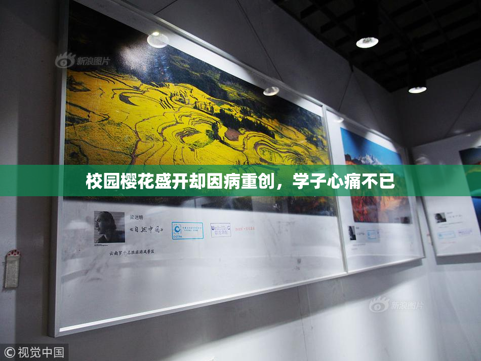 校园樱花盛开却因病重创，学子心痛不已