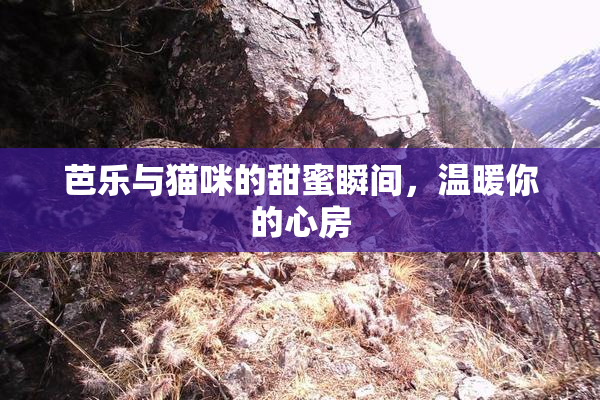 芭乐与猫咪的甜蜜瞬间，温暖你的心房