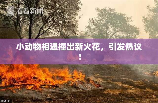小动物相遇撞出新火花，引发热议！
