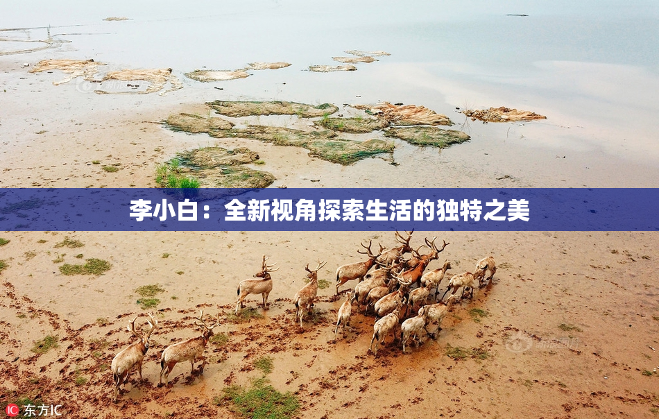 李小白：全新视角探索生活的独特之美
