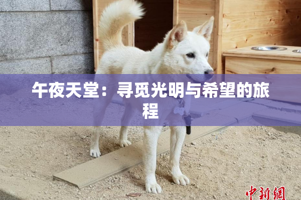 午夜天堂：寻觅光明与希望的旅程