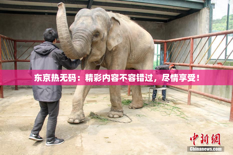 东京热无码：精彩内容不容错过，尽情享受！