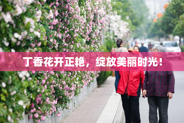 丁香花开正艳，绽放美丽时光！