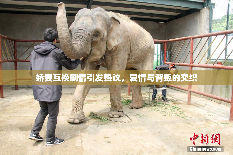 娇妻互换剧情引发热议，爱情与背叛的交织