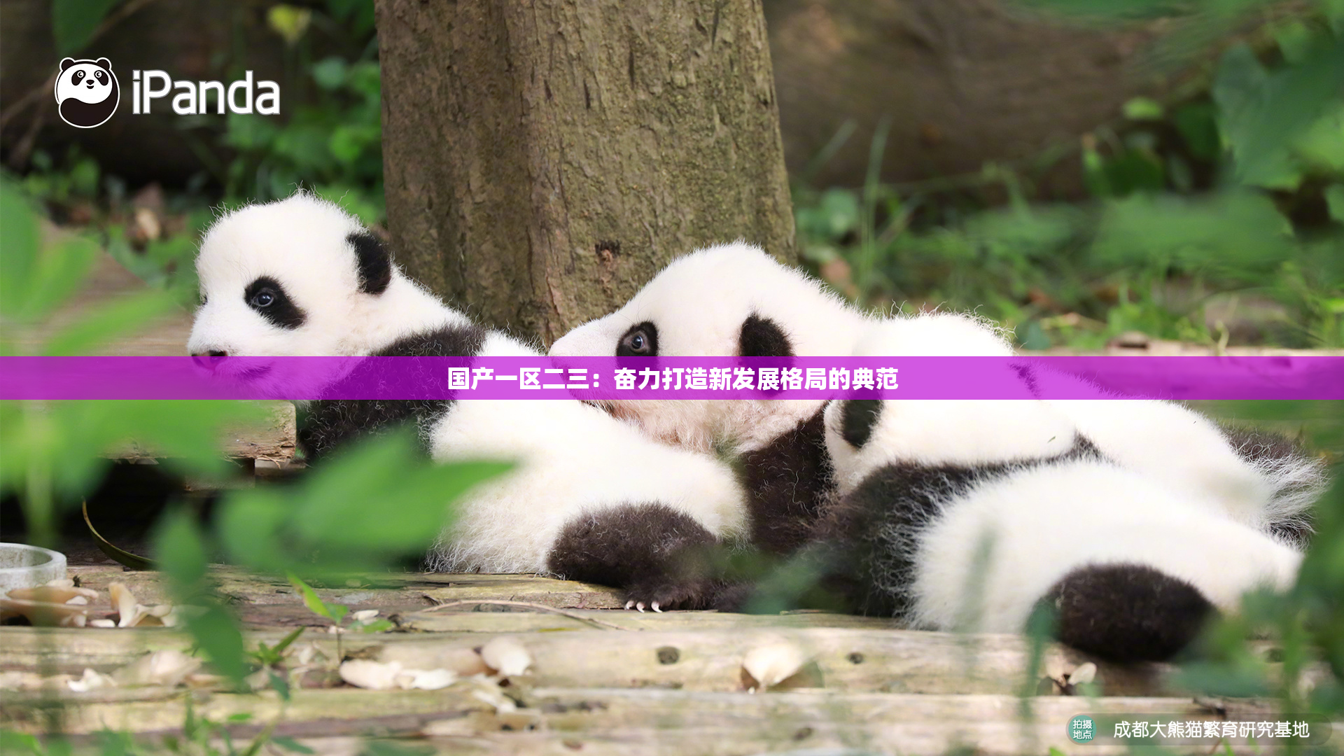 国产一区二三：奋力打造新发展格局的典范