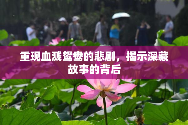 重现血溅鸳鸯的悲剧，揭示深藏故事的背后
