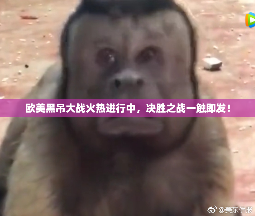 欧美黑吊大战火热进行中，决胜之战一触即发！