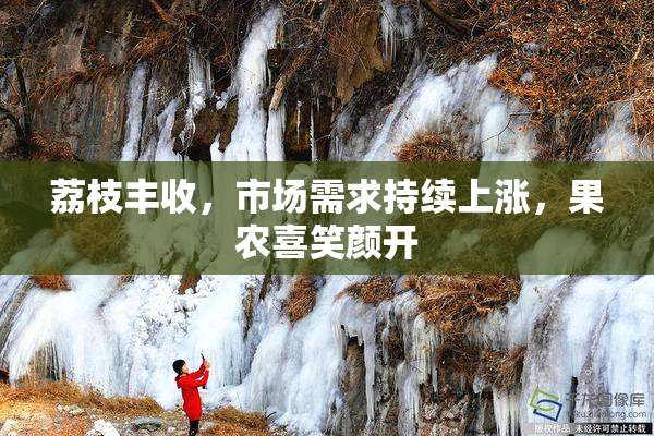 荔枝丰收，市场需求持续上涨，果农喜笑颜开