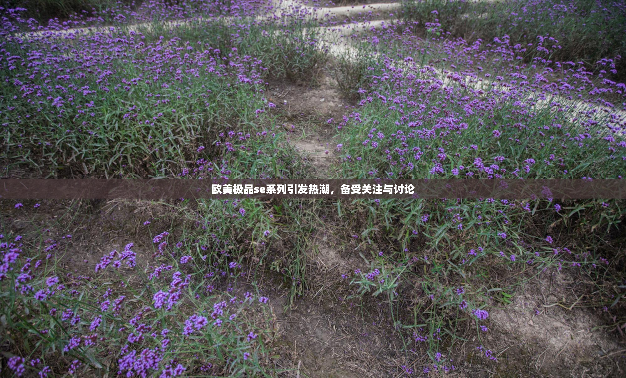 欧美极品se系列引发热潮，备受关注与讨论