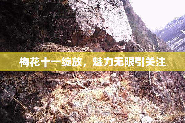 梅花十一绽放，魅力无限引关注