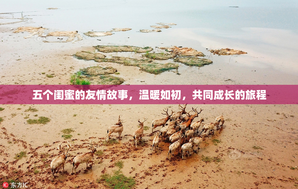 五个闺蜜的友情故事，温暖如初，共同成长的旅程